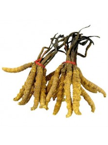CORDYCEPS SINENSIS 100GR - SALUD VIVA - 0003300000008